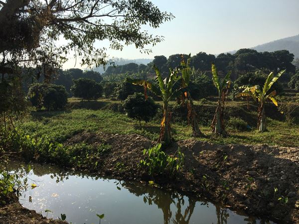 ขายสวนลำไยด้านหลังติดภูเขาด้านหน้าติดลำห้วย โฉนด 1ไร่ 3งาน