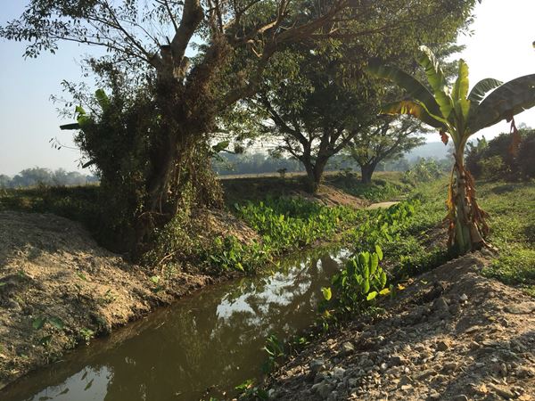 ขายสวนลำไยด้านหลังติดภูเขาด้านหน้าติดลำห้วย โฉนด 1ไร่ 3งาน