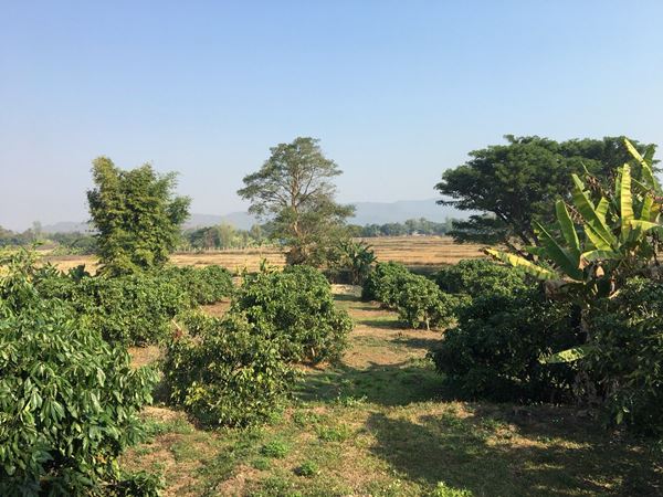 ขายสวนลำไยด้านหลังติดภูเขาด้านหน้าติดลำห้วย โฉนด 1ไร่ 3งาน