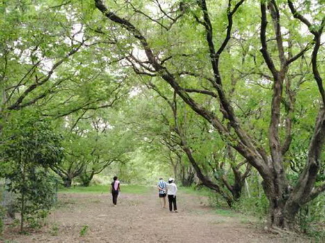 ขายที่ดินพร้อมต้นมะขามหวาน ต.พญาเย็น อ.ปากช่อง จ.นครราชสีมา