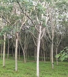 ขายที่ดิน พร้อมสวนยาง 100ไร่  มีต้นยาง 10ปี ต.วังกวาง อ.น้ำหนาว จ.เพชรบูรณ์