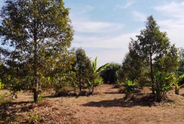 ขายสวนทุเรียนอายุ 5ปี ติดทาง 2 ด้านราดยาง ถนนสายคลองอ่าง-เขาฮ่องกง ทุเรียนสวย ราคาถูก พลงตาเอี่ยม วังจันทร์ ระยอง