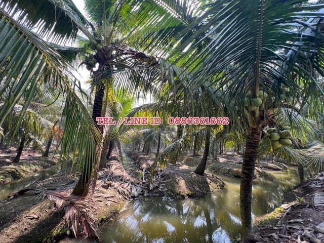 ขายที่ดิน 10ไร่ อ.ดำเนินสะดวก จ.ราชบุรี จากกรุงเทพไม่ไกล ได้บรรยากาศ อากาศดี ใกล้อัมพวา ตลาดน้ำดำเนินสะดวก ฯ