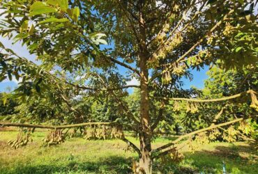 ขายที่ดินสวนทุเรียนและสวนปาล์ม ทองผาภูมิ กาญจนบุรี พร้อมเก็บผลผลิตได้แล้ว ติดถนนลาดยาง