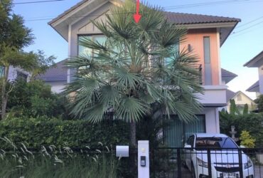 ขายบ้านเดี่ยว  หมู่บ้านเพอร์เฟค เพลส บางนา สมุทรปราการ (PKK02-14934)