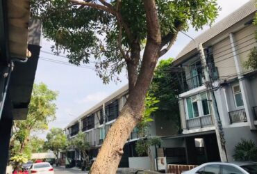 [H292]ทาวน์โฮม อารียา เดลี่ เกษตร-นวมินทร์ ถนนลาดปลาเค้า ทำเลดีเดินทางสะดวก สิ่งแวดล้อมดี