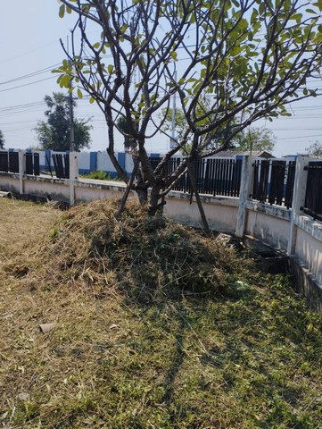 ที่ดินเปล่า ในหมู่บ้านวนาสิริ พาร์ควิลล์ พื้นที่ขนาดใหญ่ 123ตรว พร้อมสร้างบ้าน เงียบ สงบ