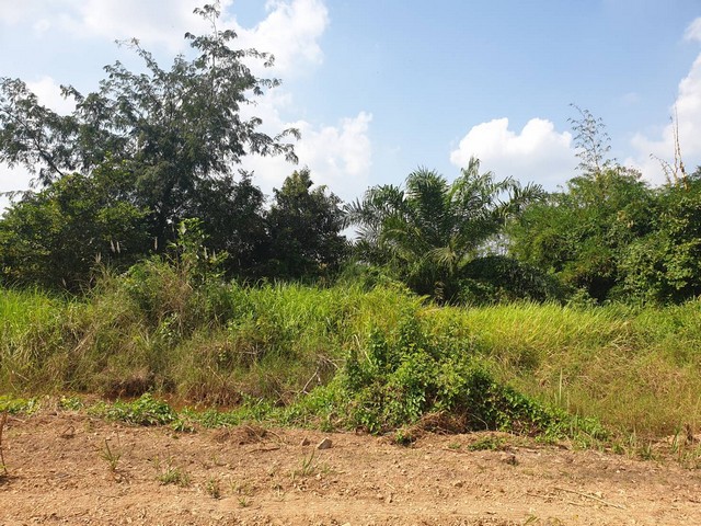 ที่ดิน –  พท. 800 ตร.วา 6500 THAI BAHT   ทำเลดีเยี่ยม ใกล้แหล่งชุมชน