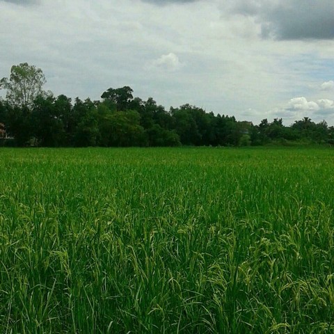 ขายที่ดินทำเลดี 13ไร่ ต.บ้านเลื่อม จ.อุดรธานี (เจ้าของขายเอง)