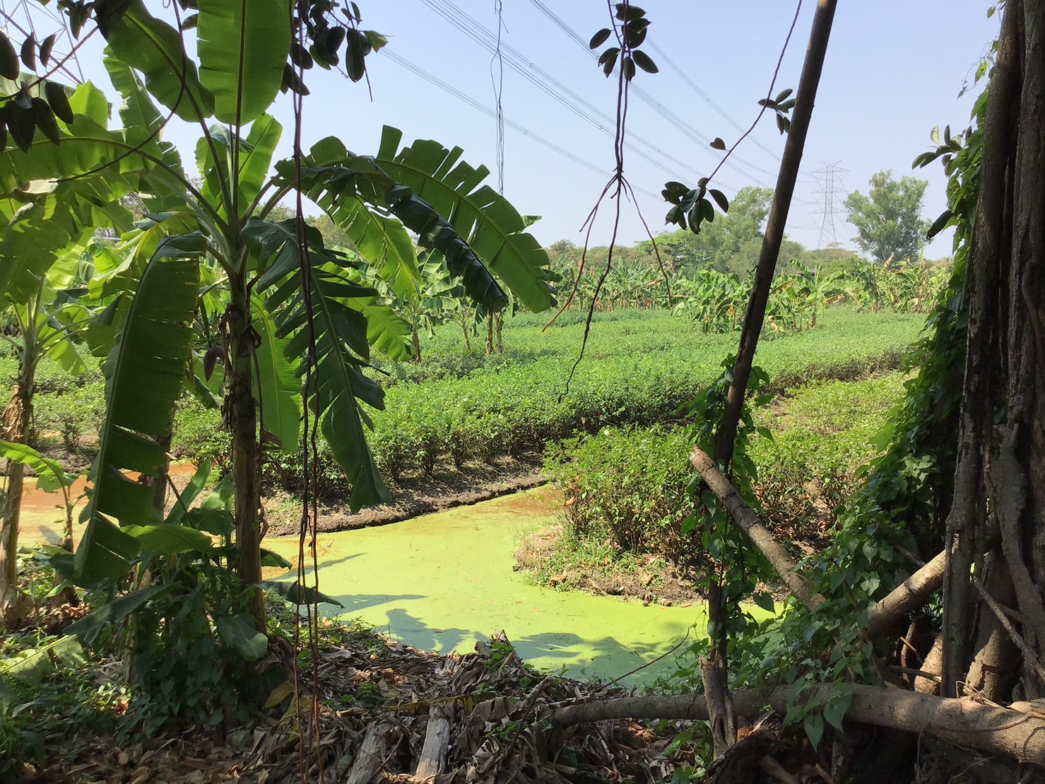 ขายที่ดิน ริมคลองบางไผ่แขวงคลองไผ่ เขตบางแค กรุงเทพมหานคร