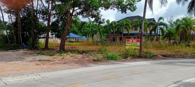 ที่ดินเปล่าถมแล้ว 203 ตรว. ติดถนนคอนกรีต ใกล้แหล่งชุมชน อ.เมือง จ.ชุมพร  ZCP013