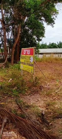 ที่ดินเปล่าถมแล้ว 203 ตรว. ติดถนนคอนกรีต ใกล้แหล่งชุมชน อ.เมือง จ.ชุมพร  ZCP013