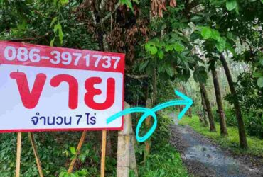ขายที่ดิน 7 ไร่ เพาะปลูกสวนยางบางส่วน ทำเลดี มีแหล่งน้ำ ต.ขุนทะล อ.ลานสกา จ.นครศรีธรรมราช
