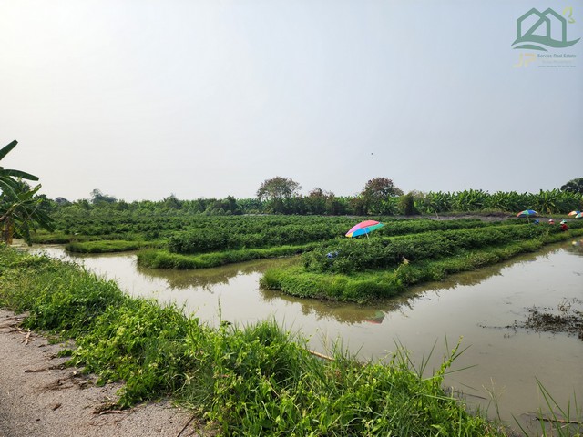 ขายที่ดินคลอง 12 หนองเสือ 14 ไร่ ติดถนนลาดยางในซอย เป็นร่องสวน เหมาะปลูกบ้าน ทำสวน ทำการเกษตร อยู่ใกล้แหล่งชุมชน ใกล้ตลาด