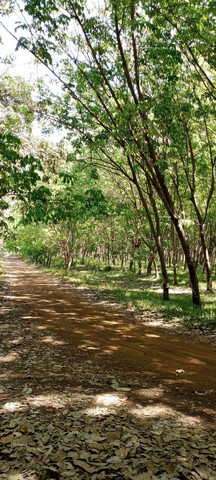 ขายด่วน ที่ดิน 5ไร่ สวนยางพร้อมกรีด ติดถนนสาธารณประโยชน์  ด้านหลังติดคลอง อ.โนนคูณ จ.ศรีสะเกษ ZK068