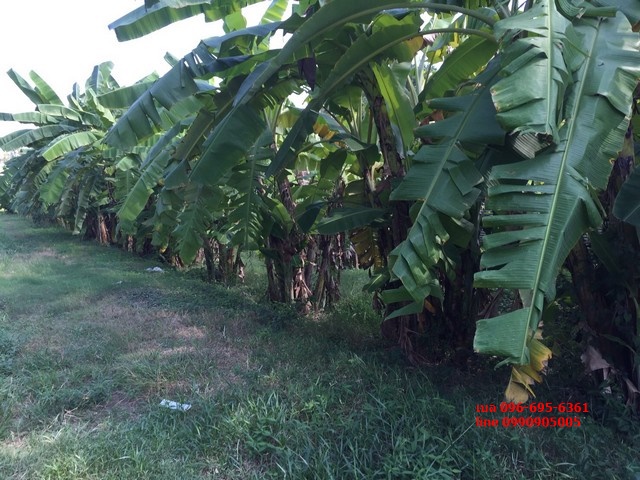 ขายที่ดิน ติดถนนกาญจนาภิเษก ตร.ว.ละ 12000 บาท 6-1-21.3 ไร่ Land for sale