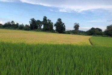 ขายที่ดิน ขี้เหล็ก #แม่ริม ที่ดินเปล่า #เป็นที่นา #วิวภูเขาแนวธรรมชาติ