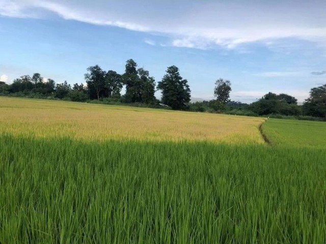 ขายที่ดิน ขี้เหล็ก #แม่ริม ที่ดินเปล่า #เป็นที่นา #วิวภูเขาแนวธรรมชาติ