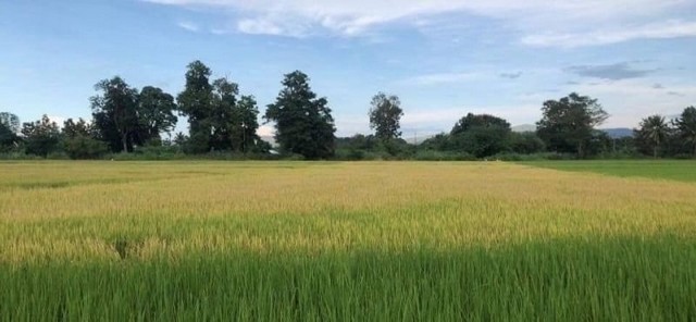 ขายที่ดิน ขี้เหล็ก #แม่ริม ที่ดินเปล่า #เป็นที่นา #วิวภูเขาแนวธรรมชาติ