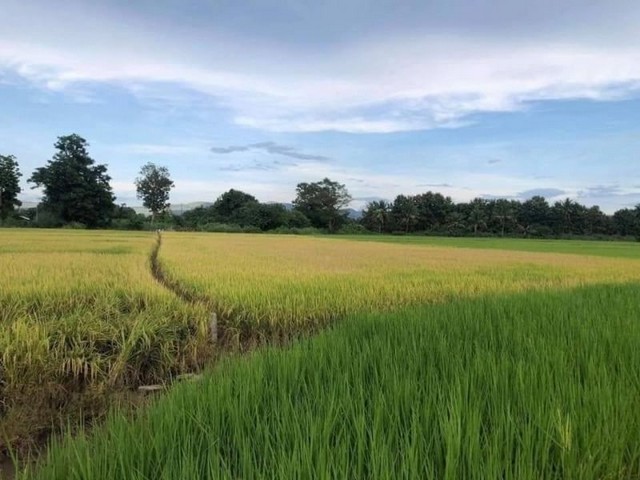 ขายที่ดิน ขี้เหล็ก #แม่ริม ที่ดินเปล่า #เป็นที่นา #วิวภูเขาแนวธรรมชาติ