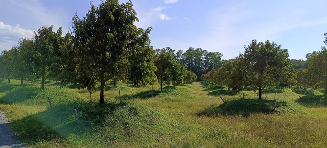 ขายสวนทุเรียนสวยๆ ตำบล ท่าหลวง อำเภอ มะขาม จังหวัด จันทบุรี พื้นที่ 22ไร่