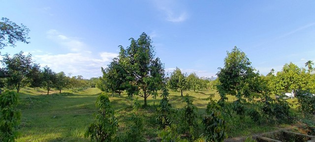 ขายสวนทุเรียนสวยๆ ตำบล ท่าหลวง อำเภอ มะขาม จังหวัด จันทบุรี พื้นที่ 22ไร่
