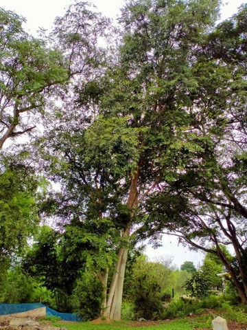 ขายที่ดินติดน้ำ  โซน​สัน​ทราย​ #ที่ดินแปลงสวย #บรรยากาศดีร่มรื่น #เหมาะสำหรับสร้างบ้านพัก