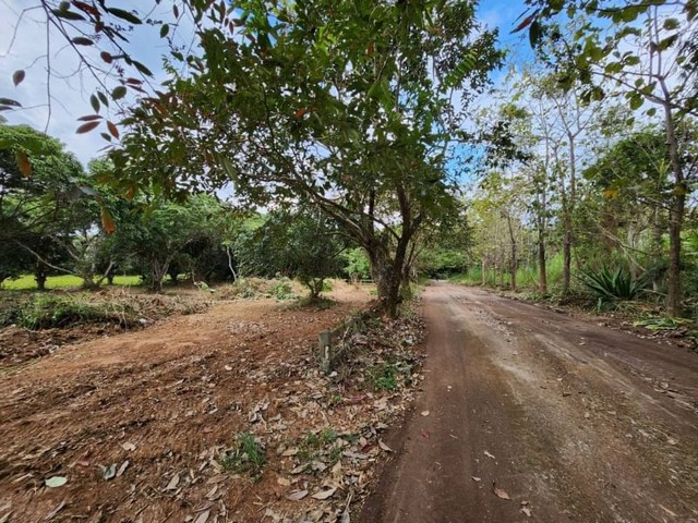 ที่ดินติดน้ำ(สระขนาดใหญ่) #สันทราย  ขายตรว.​ละ 8,000 บาท  ป่าไผ่ #โอนคนละครึ่ง
