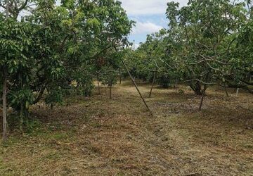 最便宜的價格，每平方窪地4,200泰銖，面積3萊，39平方窪地  #Suan Sammai 的土地  ????#韓開區  #杭東
