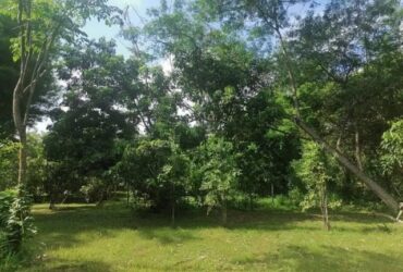 ที่ดินแปลงสวย​เชิงดอยสุเทพ  ติดคูเมืองเก่าแก่ที่สุดในเชียงใหม่​ (เวียงเจ็ดลิน)  พื้นที่สีเหลือง​ สามารถสร้างอาคารสูงได้
