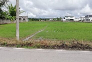 ขายต่ำกว่าราคาตลาด  ที่นา ติดถนน 4​ ไร่​  #น้ำแพร่ #หางดง