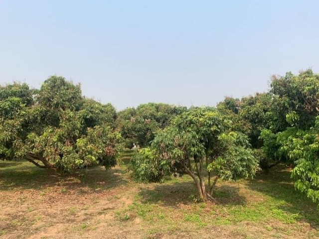 ขายที่ดินติดถนน  สวนลำไย  ท่าวังพร้าว  สันป่าตอง ใกล้แหล่งชุมชน